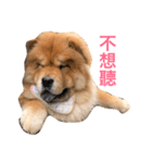 Chowchow Polly 4（個別スタンプ：4）