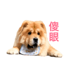 Chowchow Polly 4（個別スタンプ：6）