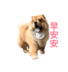 Chowchow Polly 4（個別スタンプ：8）