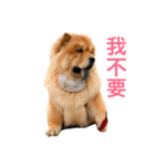 Chowchow Polly 4（個別スタンプ：9）