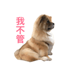 Chowchow Polly 4（個別スタンプ：10）