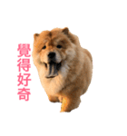 Chowchow Polly 4（個別スタンプ：11）