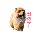 Chowchow Polly 4（個別スタンプ：12）