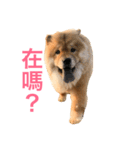 Chowchow Polly 4（個別スタンプ：13）