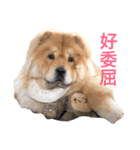 Chowchow Polly 4（個別スタンプ：15）