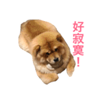 Chowchow Polly 4（個別スタンプ：16）