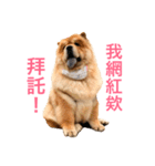 Chowchow Polly 4（個別スタンプ：18）