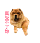 Chowchow Polly 4（個別スタンプ：19）