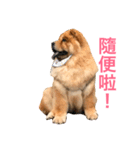 Chowchow Polly 4（個別スタンプ：20）