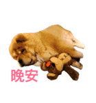 Chowchow Polly 4（個別スタンプ：21）