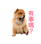 Chowchow Polly 4（個別スタンプ：22）