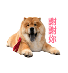 Chowchow Polly 4（個別スタンプ：24）