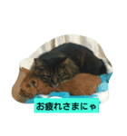 ねこ123（個別スタンプ：6）