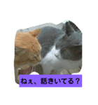 ねこ123（個別スタンプ：7）