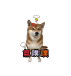 Shiba dobby（個別スタンプ：4）