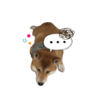 Shiba dobby（個別スタンプ：8）