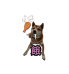 Shiba dobby（個別スタンプ：12）