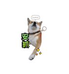 Shiba dobby（個別スタンプ：13）