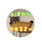 猫のラテ（個別スタンプ：7）