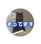 猫のラテ（個別スタンプ：8）