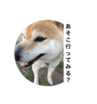 shiba inu goro chan2（個別スタンプ：3）