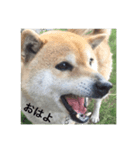 shiba inu goro chan2（個別スタンプ：10）