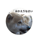 shiba inu goro chan2（個別スタンプ：11）