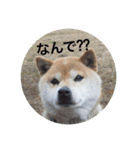 shiba inu goro chan2（個別スタンプ：12）