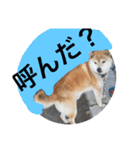 shiba inu goro chan2（個別スタンプ：13）