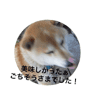 shiba inu goro chan2（個別スタンプ：15）