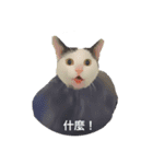 Lai Fu the cat！（個別スタンプ：1）