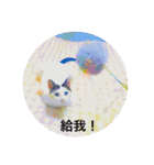 Lai Fu the cat！（個別スタンプ：23）