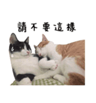 Chou's cats（個別スタンプ：4）