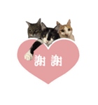 Chou's cats（個別スタンプ：5）