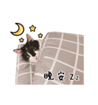 Chou's cats（個別スタンプ：6）