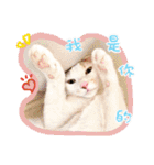 愛猫/ラブラブ (台湾)（個別スタンプ：15）