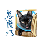 愛猫/ラブラブ (台湾)（個別スタンプ：29）