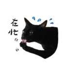 愛猫/ラブラブ (台湾)（個別スタンプ：38）