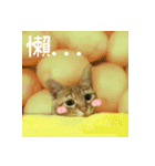 LITTLE CAT~TANGYUAN（個別スタンプ：5）