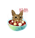 CUTE CAT~TANGYUAN2（個別スタンプ：6）