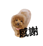 Poodle  dog say（個別スタンプ：2）