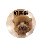 Poodle  dog say（個別スタンプ：3）