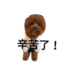 Poodle  dog say（個別スタンプ：4）