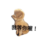 Poodle  dog say（個別スタンプ：5）