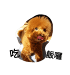 Poodle  dog say（個別スタンプ：6）