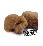 Poodle  dog say（個別スタンプ：7）