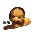 Poodle  dog say（個別スタンプ：8）