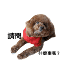 Poodle  dog say（個別スタンプ：10）