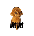 Poodle  dog say（個別スタンプ：20）