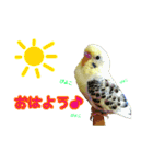 わがままインコ2（個別スタンプ：1）